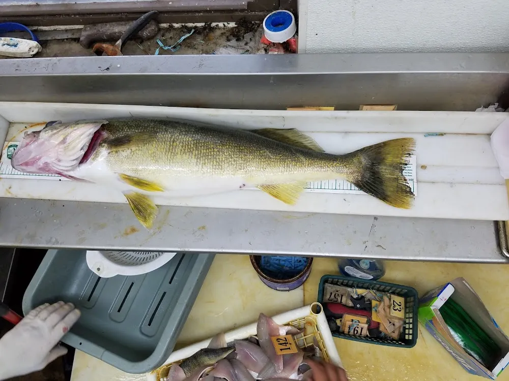 Walleye